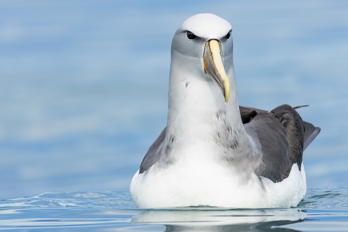 サルビンアホウドリ - ML647842261