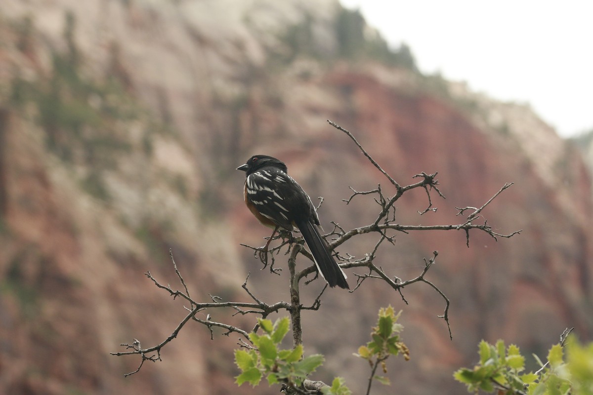 Spotted Towhee (maculatus Group) - ML647842262