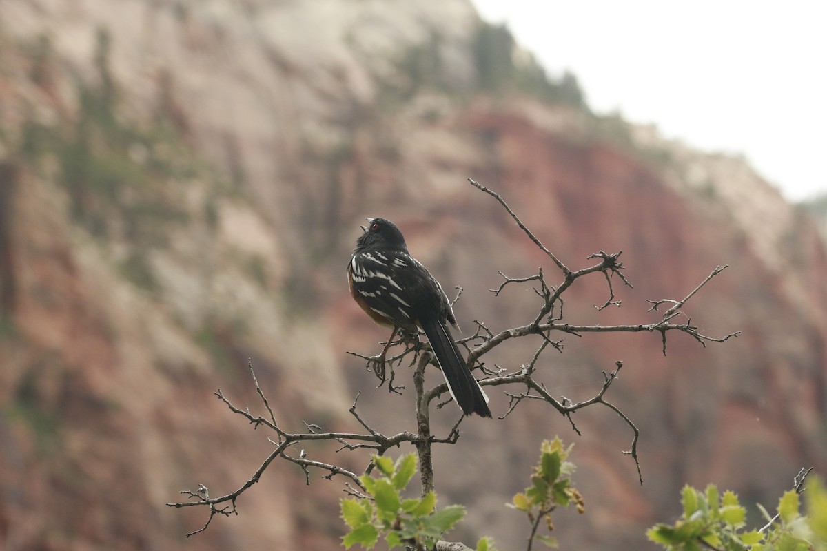Spotted Towhee (maculatus Group) - ML647842279