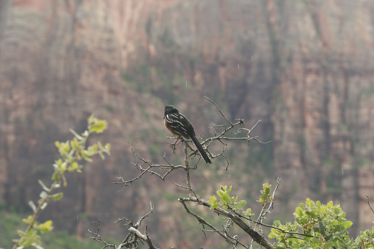 Spotted Towhee (maculatus Group) - ML647842280