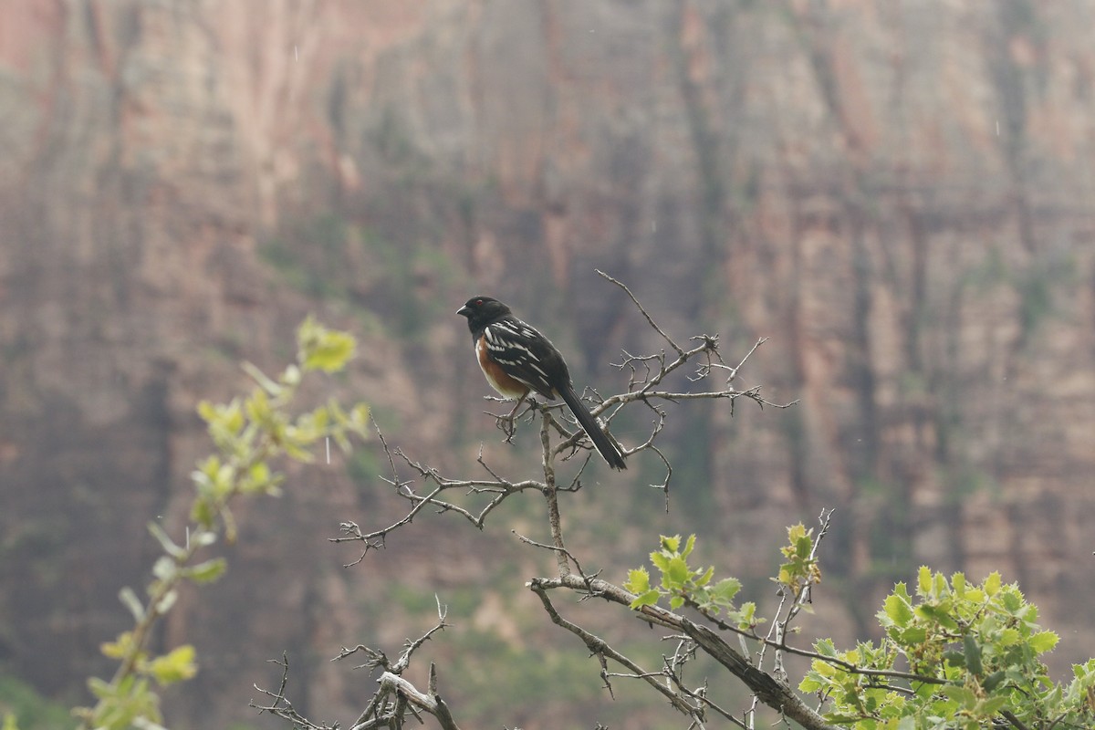 Spotted Towhee (maculatus Group) - ML647842285