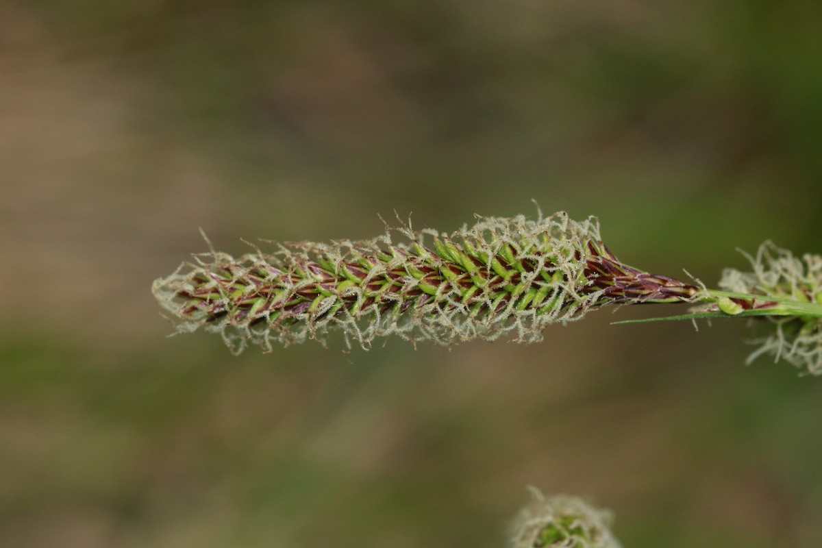 ホシワキアカトウヒチョウ（maculatus グループ） - ML647842286