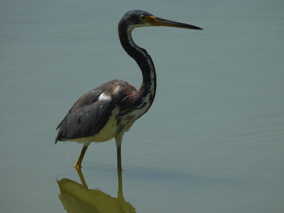 サンショクサギ - ML647842364