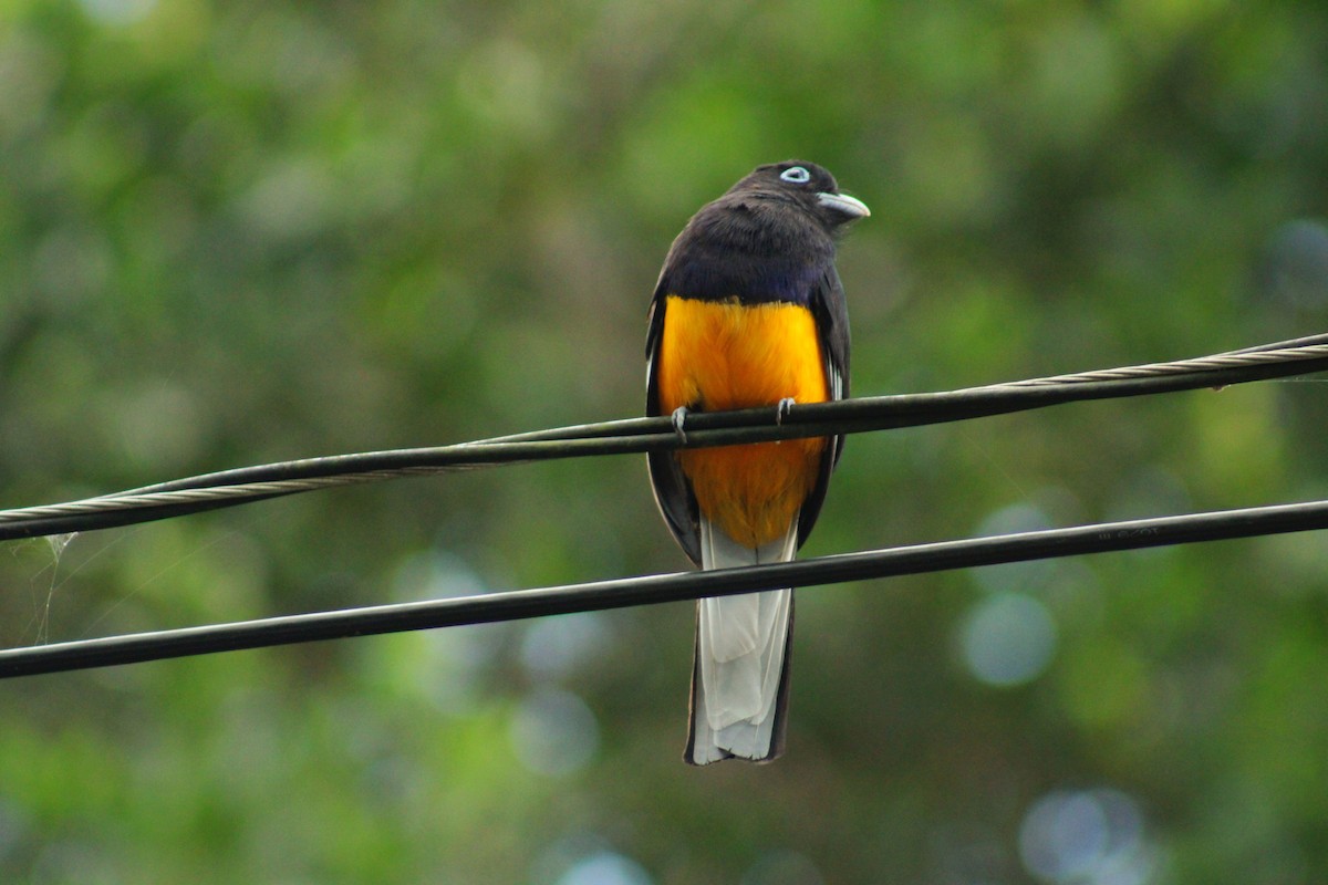 オジロハグロキヌバネドリ - ML647842365