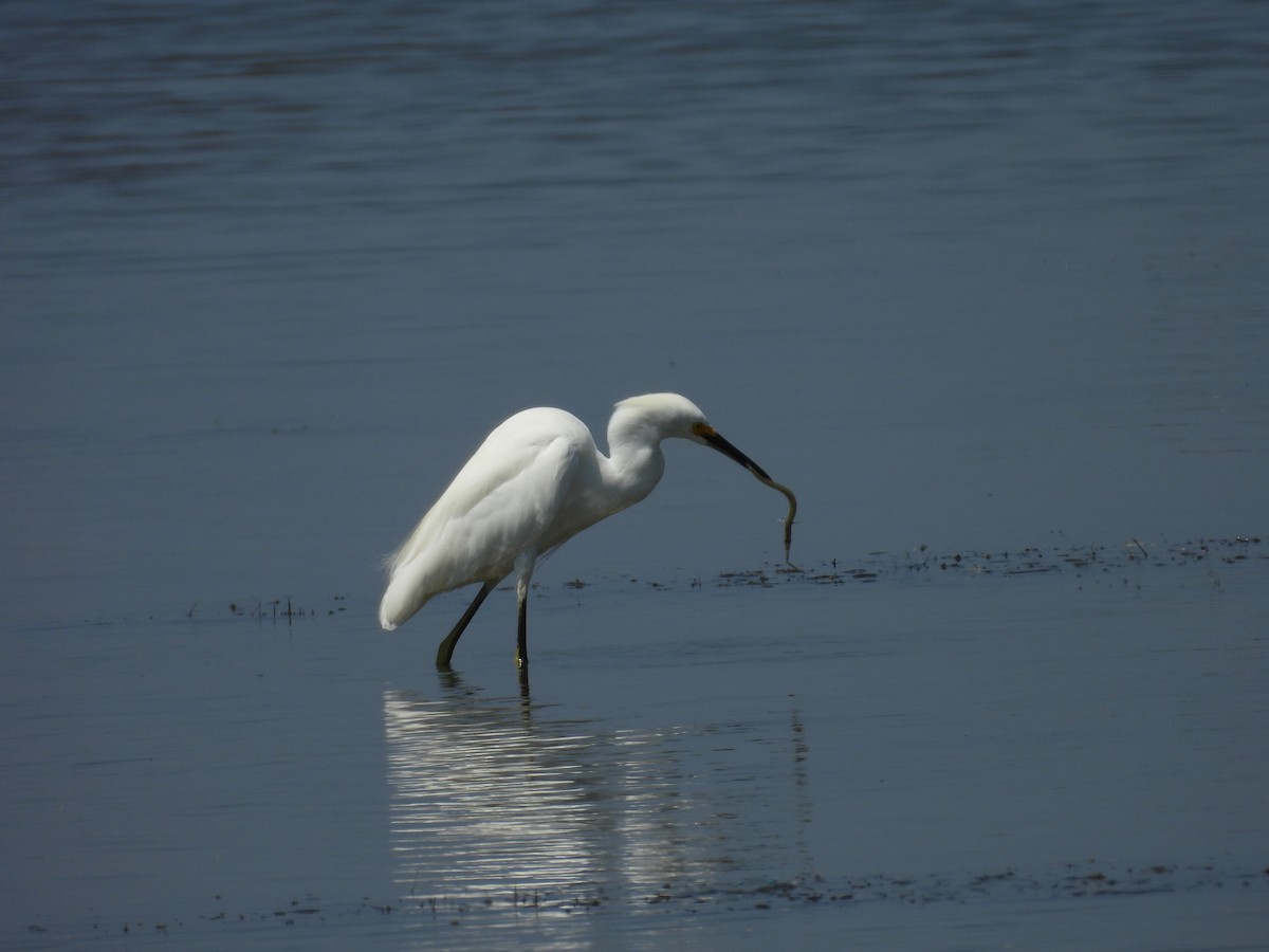 ユキコサギ - ML647842367