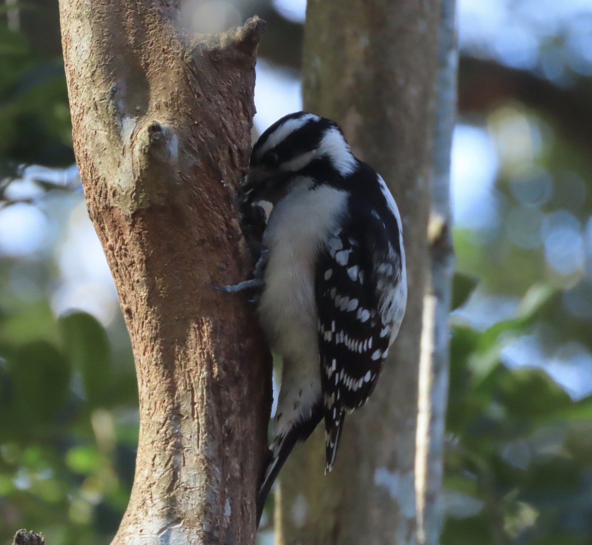 セジロコゲラ - ML647842368