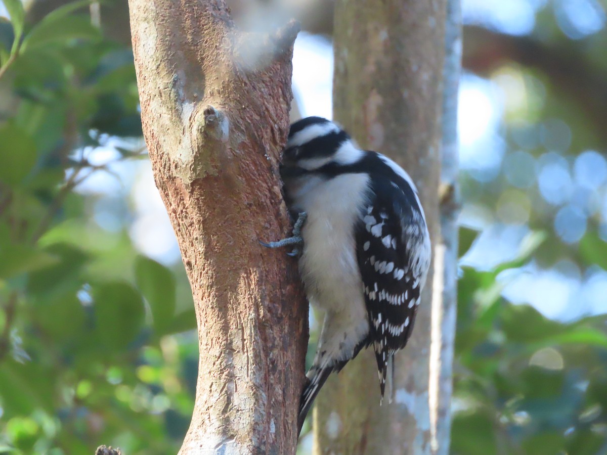 セジロコゲラ - ML647842369