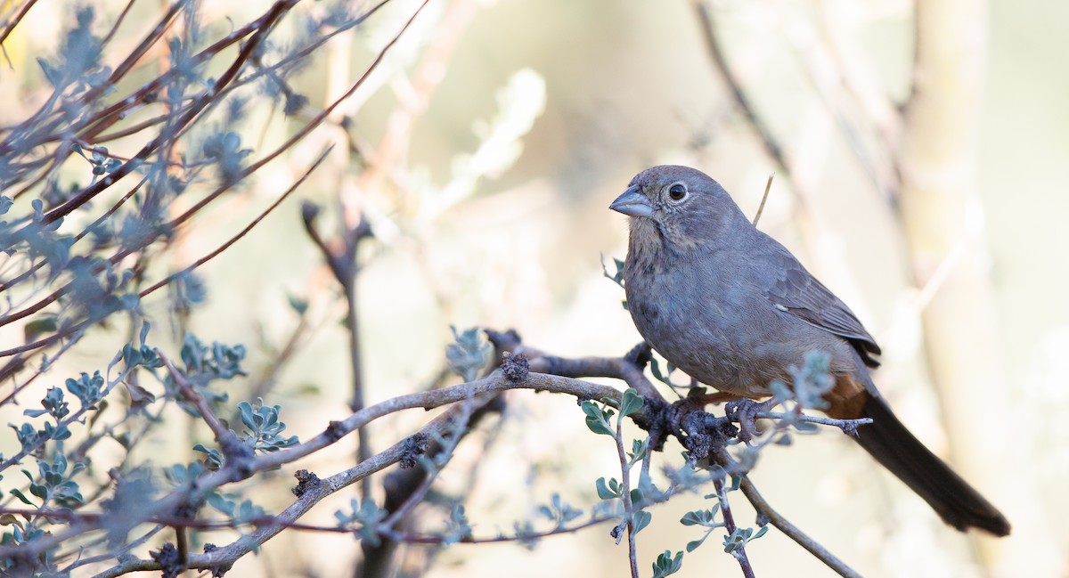 ムジトウヒチョウ - ML647842370