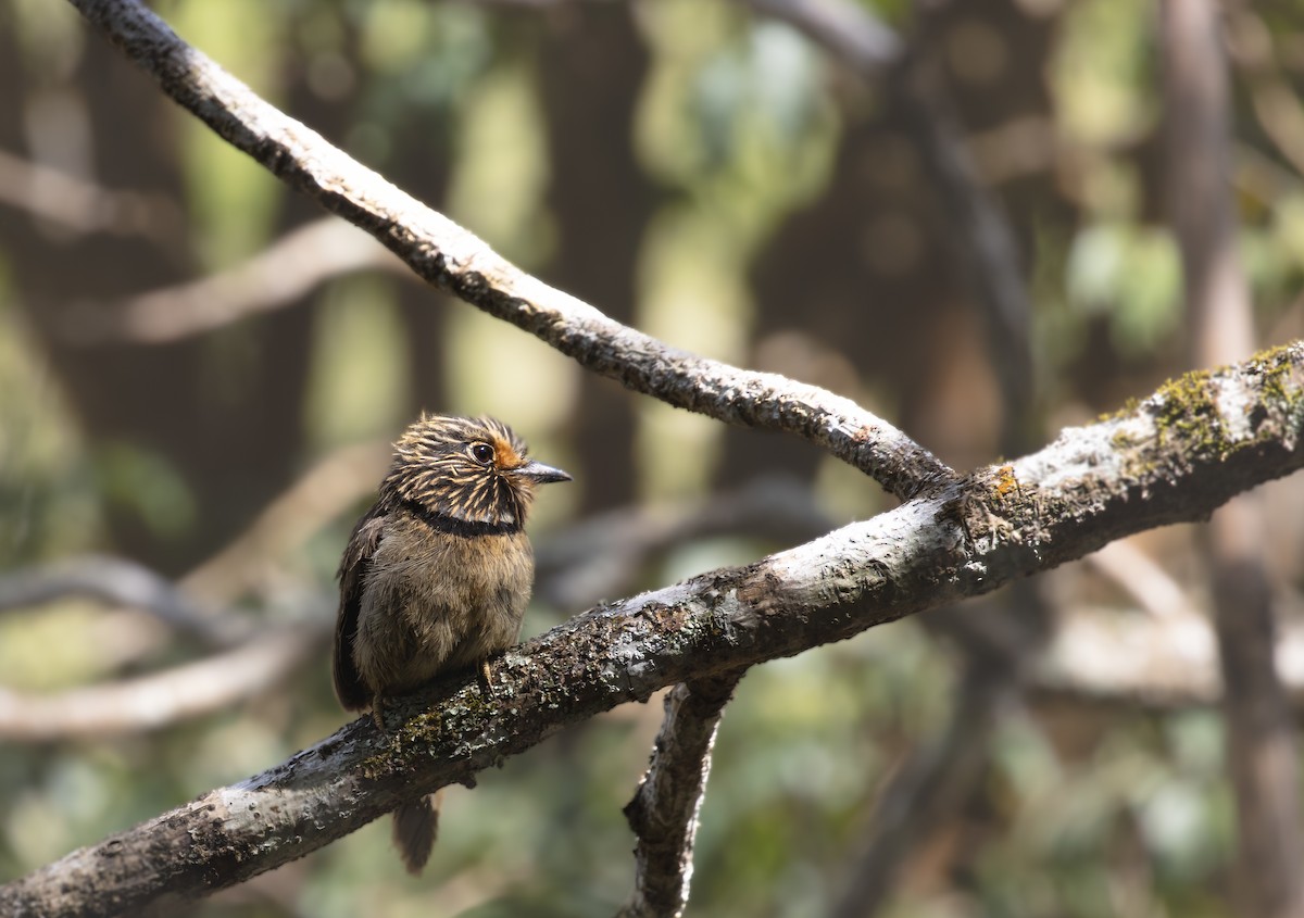 ミカヅキオオガシラ - ML647842371