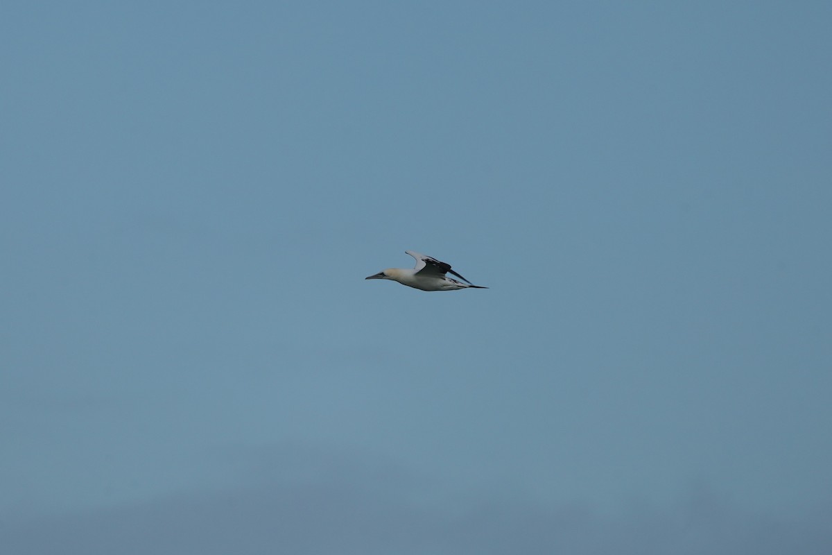 シロカツオドリ - ML647842372