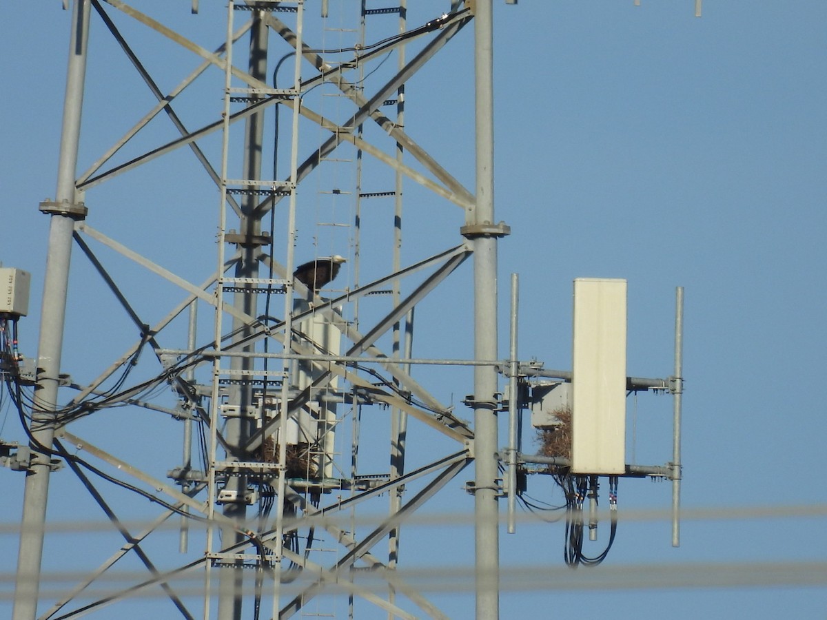 ハクトウワシ - ML647842373