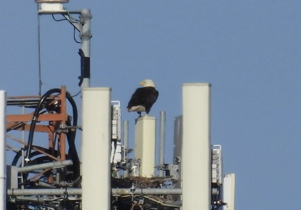 ハクトウワシ - ML647842374