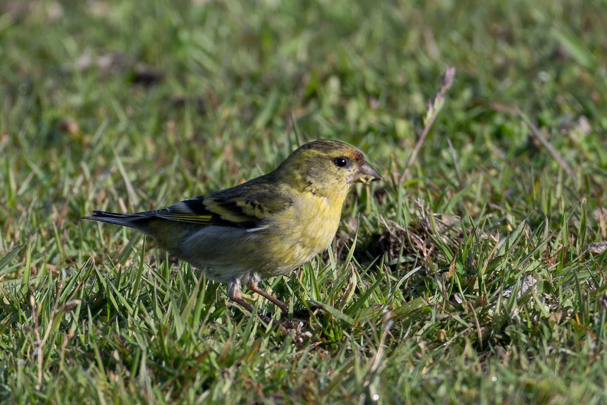 ヤッコヒワ - ML647842375