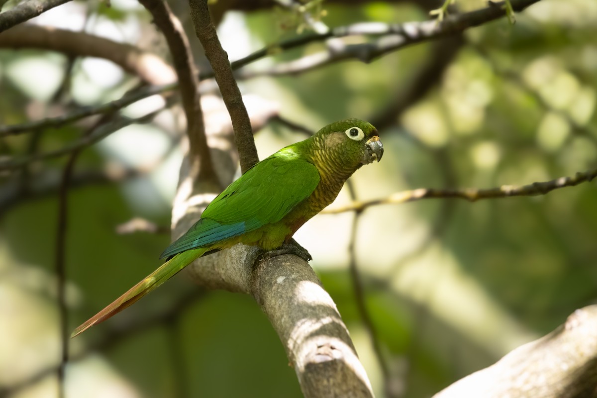 ウロコメキシコインコ - ML647842376