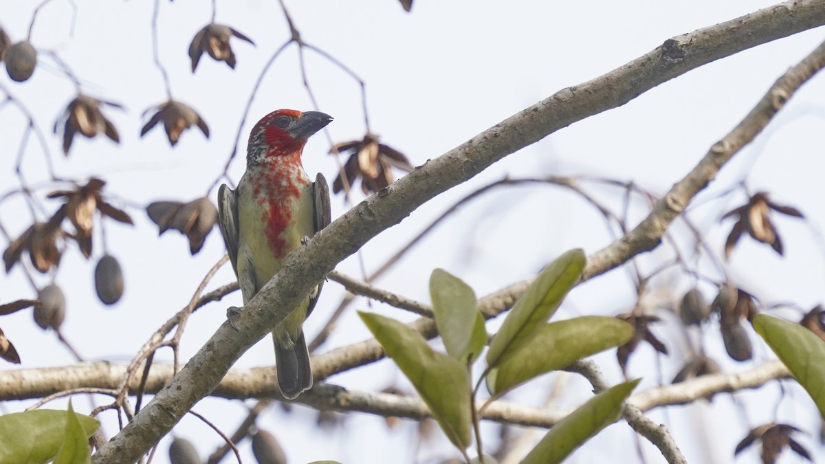 マシコゴシキドリ - ML647842378