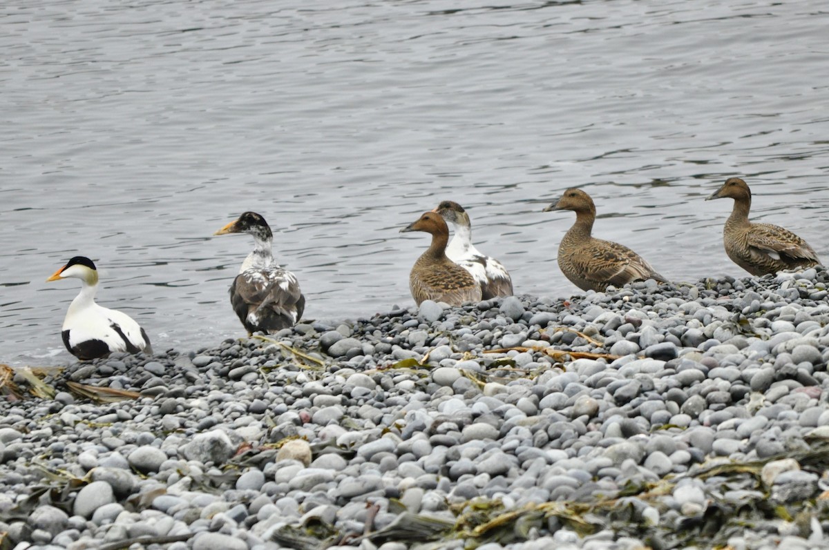 ホンケワタガモ - ML647842379