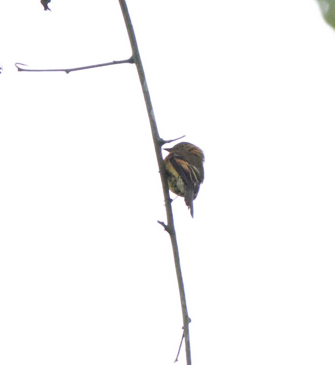 ニッケイハエトリ - ML647842381