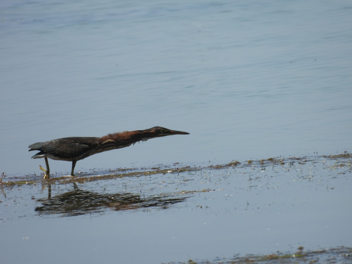 アメリカササゴイ - ML647842382