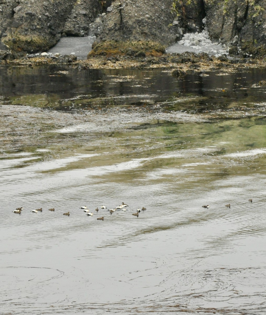 ホンケワタガモ - ML647842383