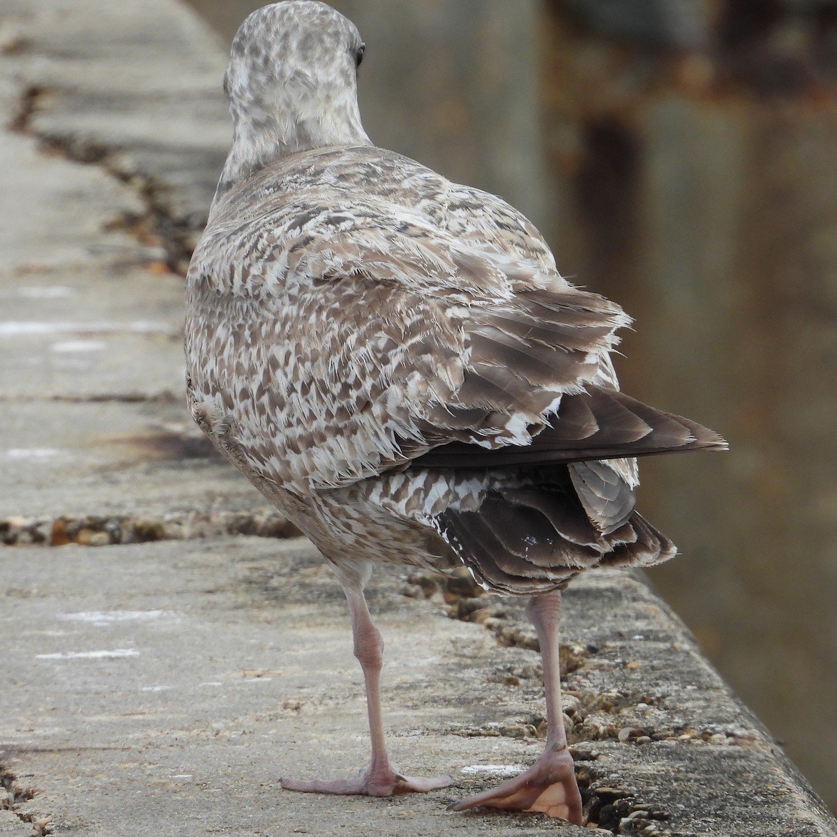 アメリカセグロカモメ - ML647842384