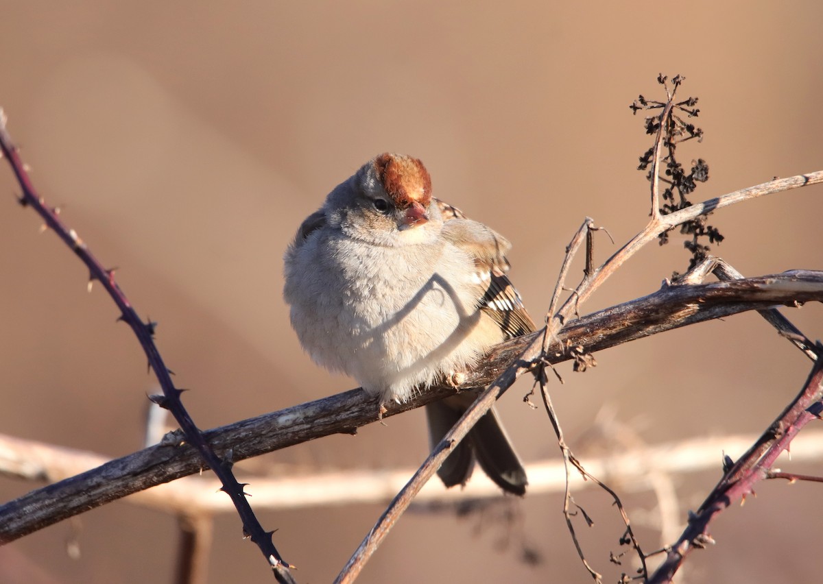 ミヤマシトド（leucophrys） - ML647842385