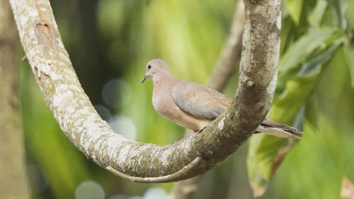 ワライバト - ML647842387