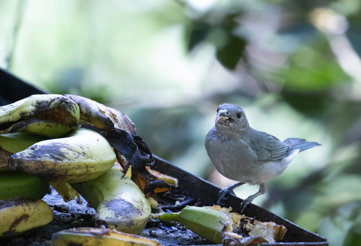 ハイガシラソライロフウキンチョウ - ML647842388