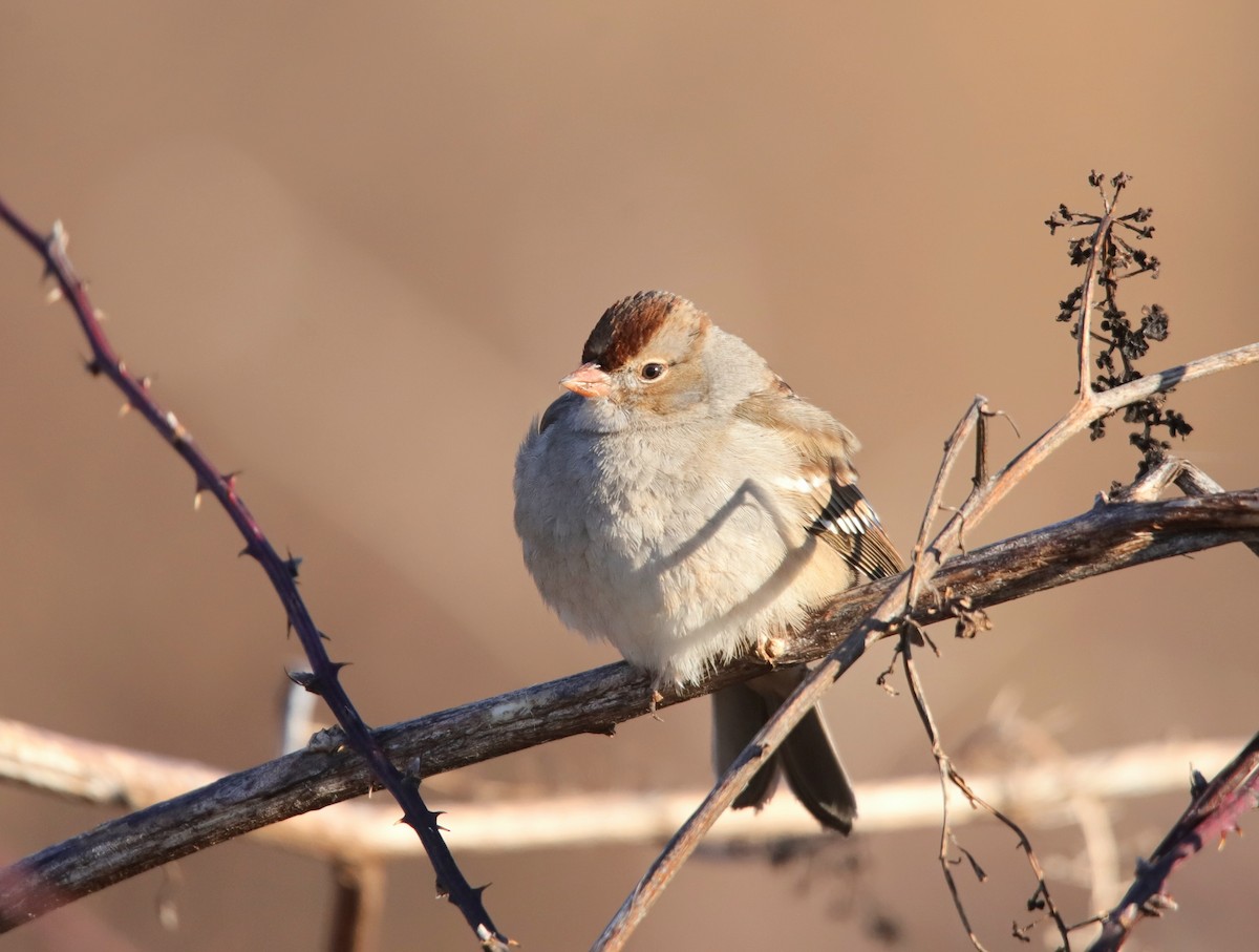 ミヤマシトド（leucophrys） - ML647842389