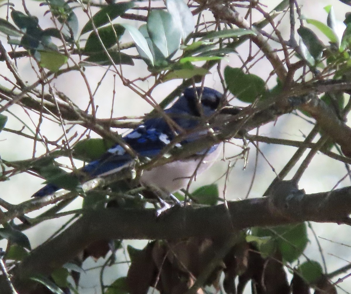 アオカケス - ML647842392