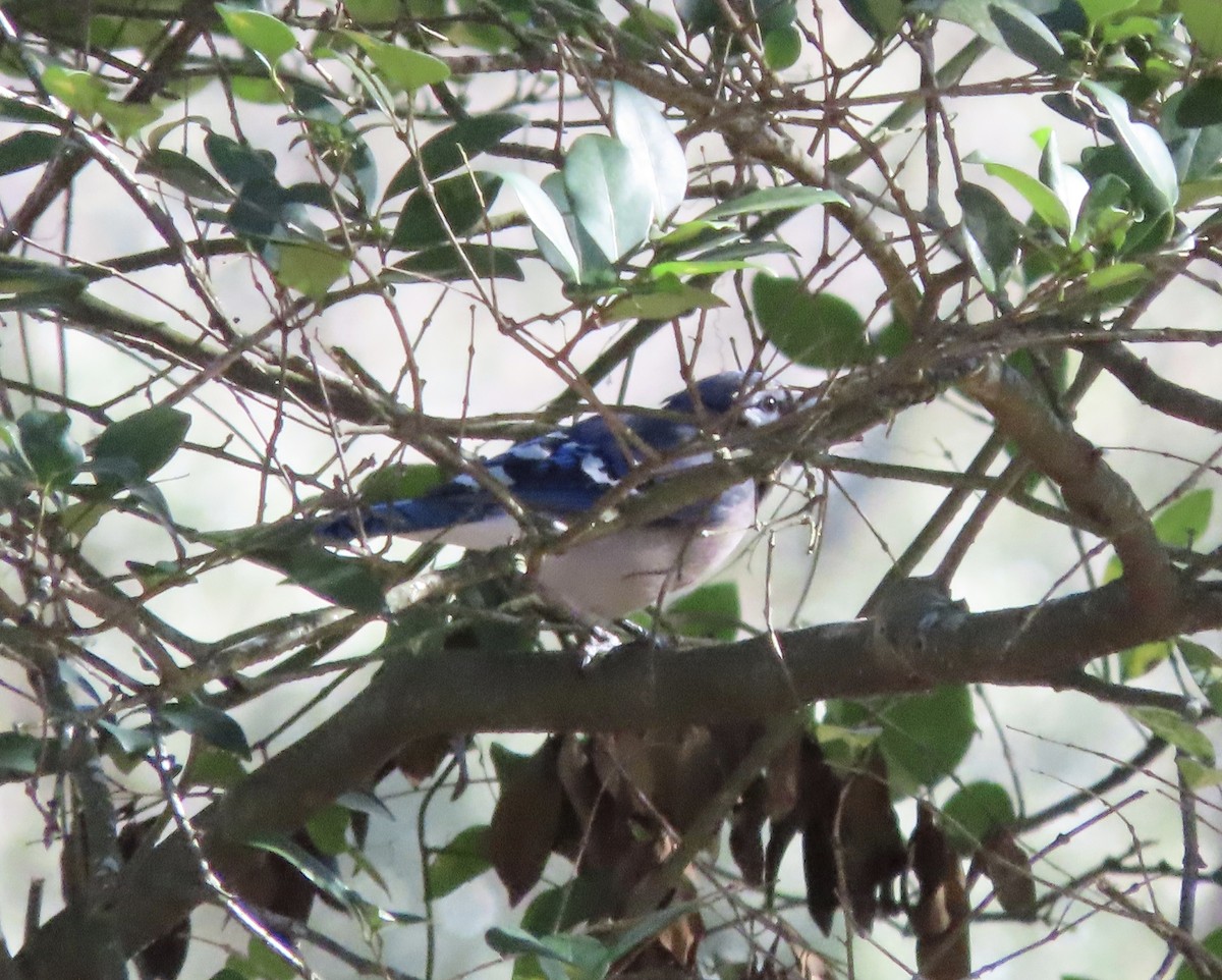 アオカケス - ML647842393