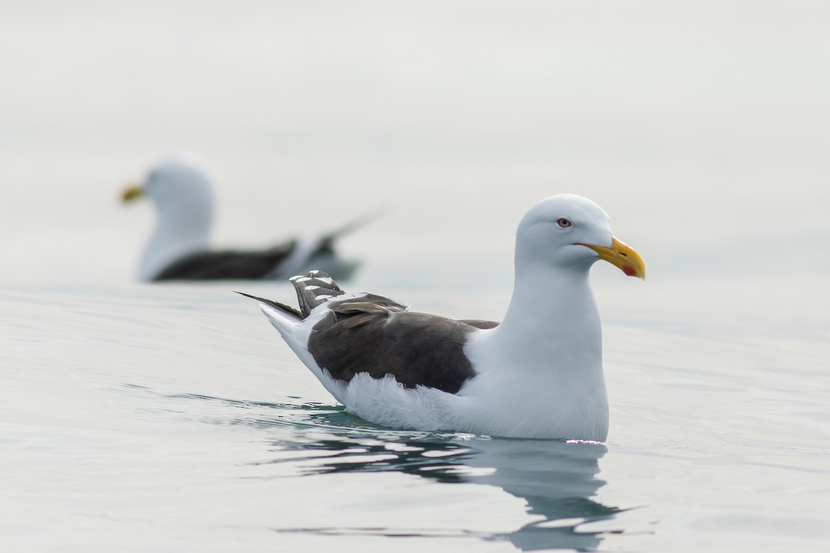 Kaio domingotarra - ML647842410