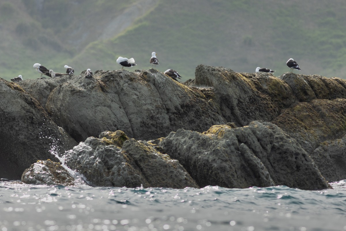 Kaio domingotarra - ML647842411