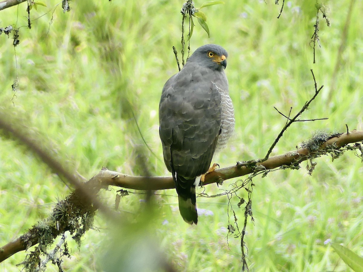 Roadside Hawk - ML647842421