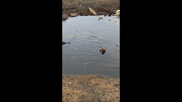 Thorshühnchen - ML647842456