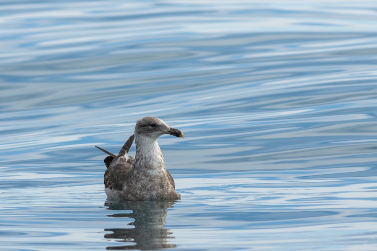 Kaio domingotarra - ML647842462