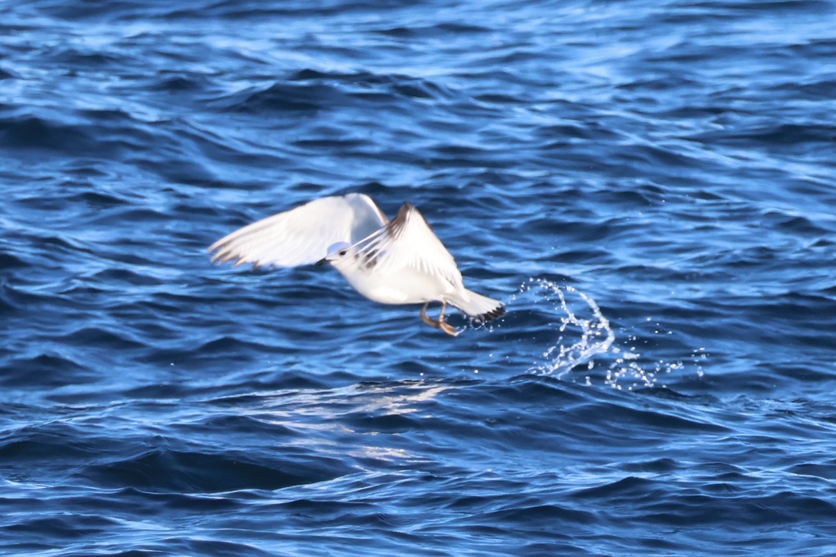 krykkje - ML647842463