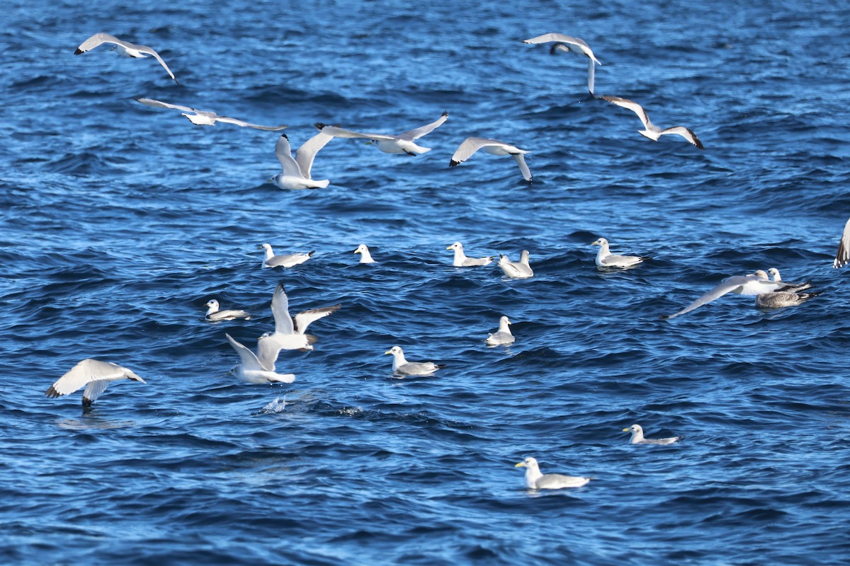 krykkje - ML647842476