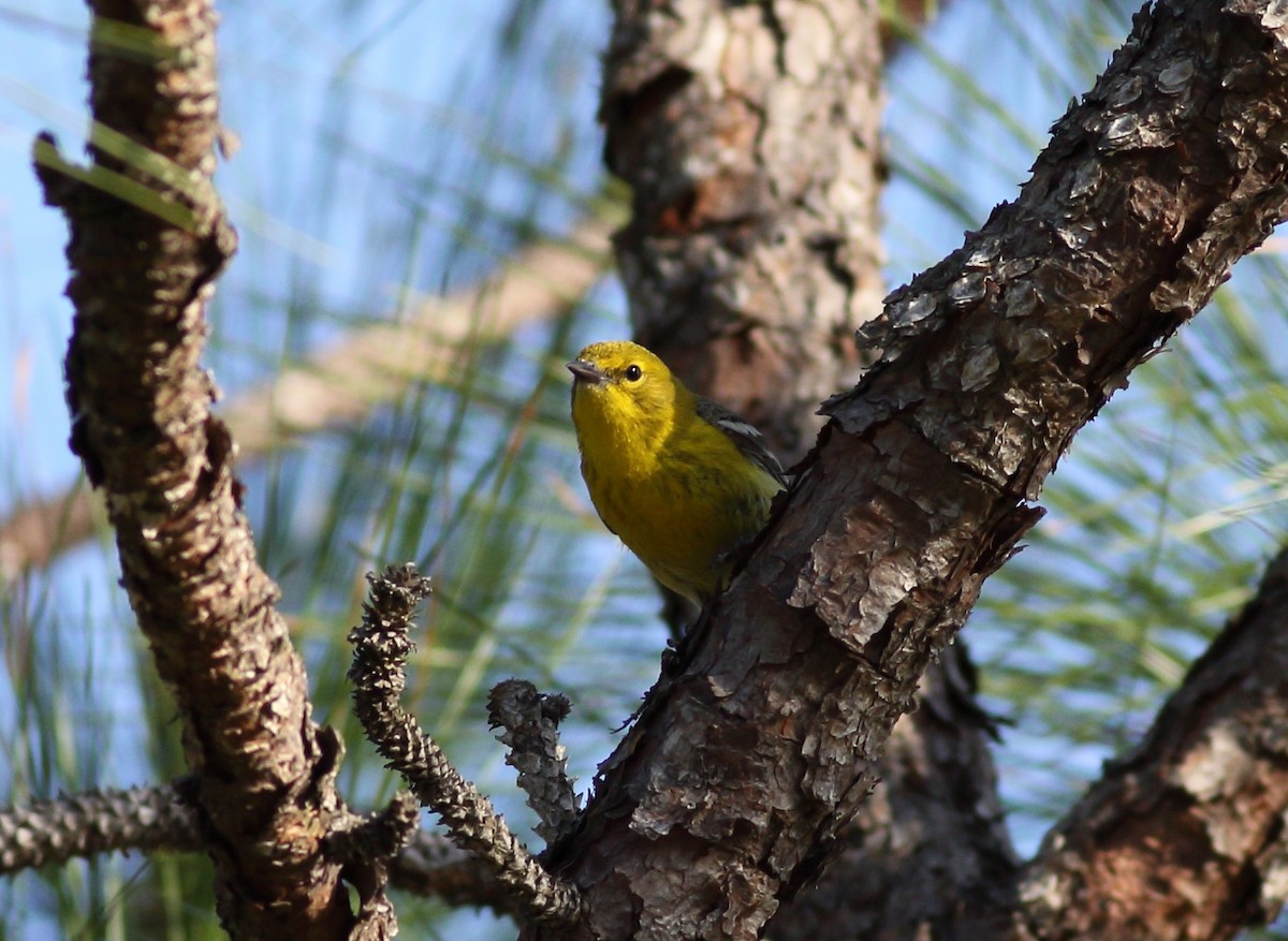 Pine Warbler - ML647842567