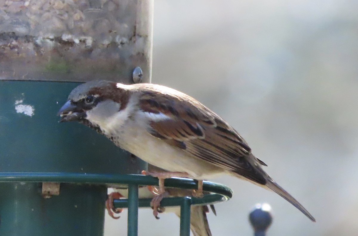 vrabec domácí - ML647842574