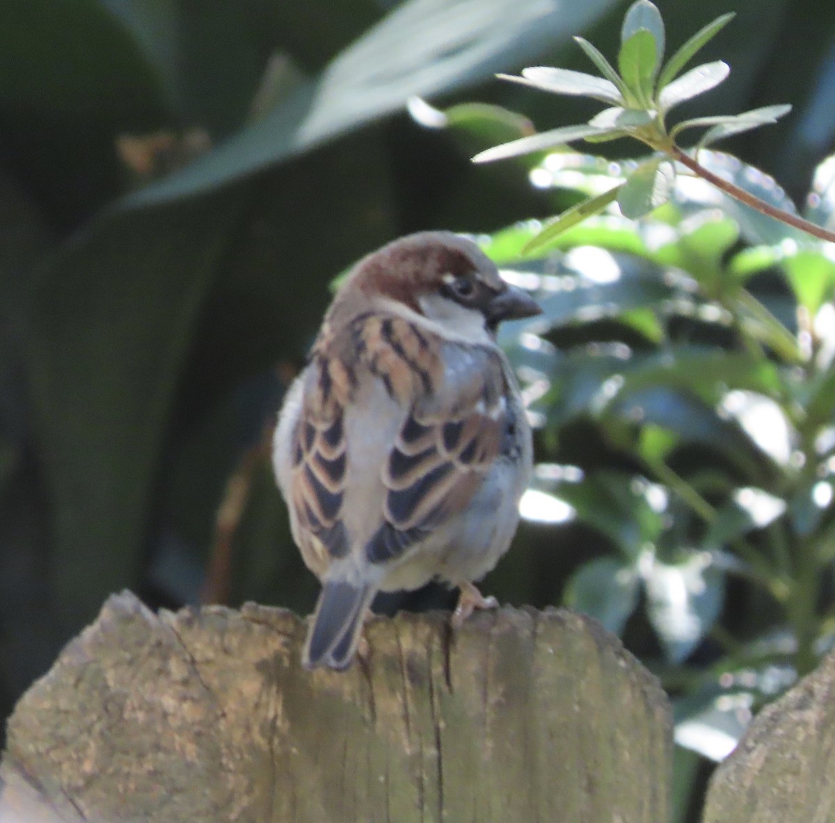 vrabec domácí - ML647842575