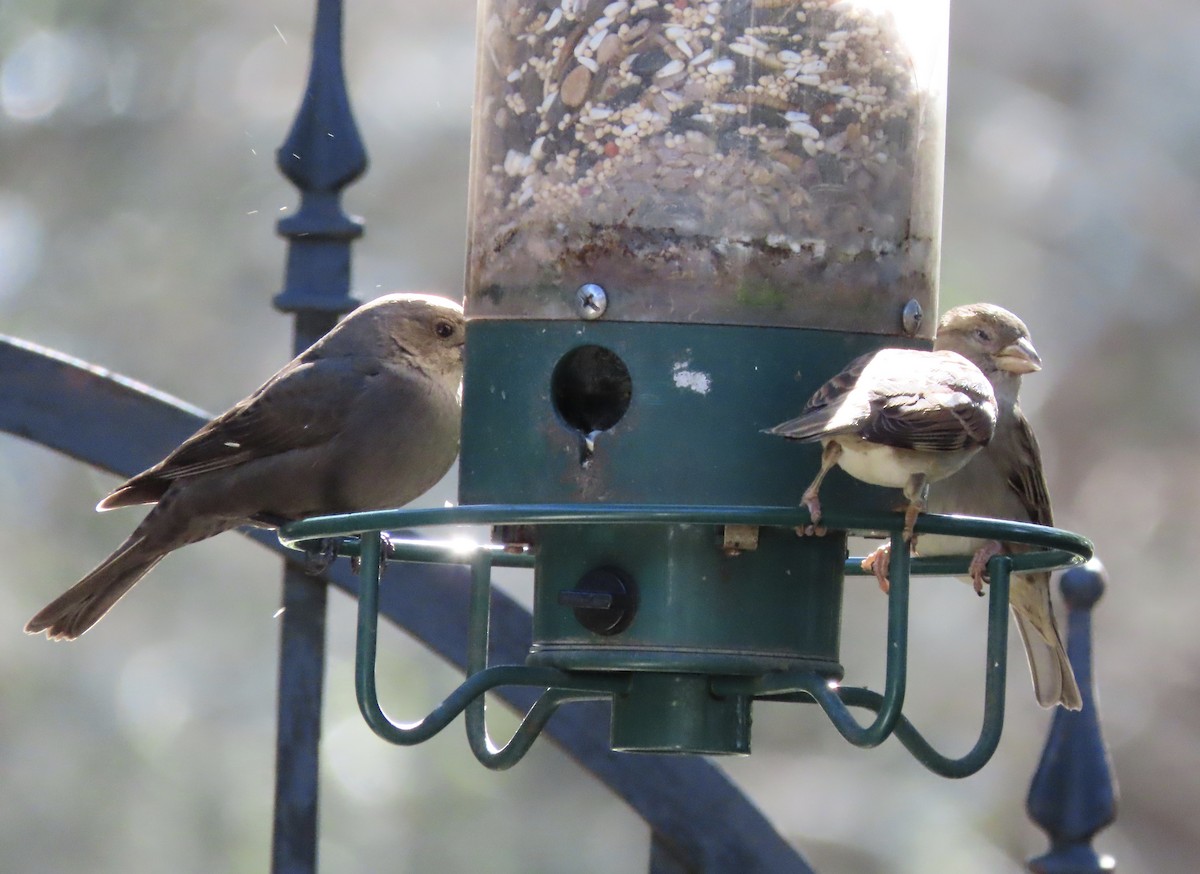 vrabec domácí - ML647842576