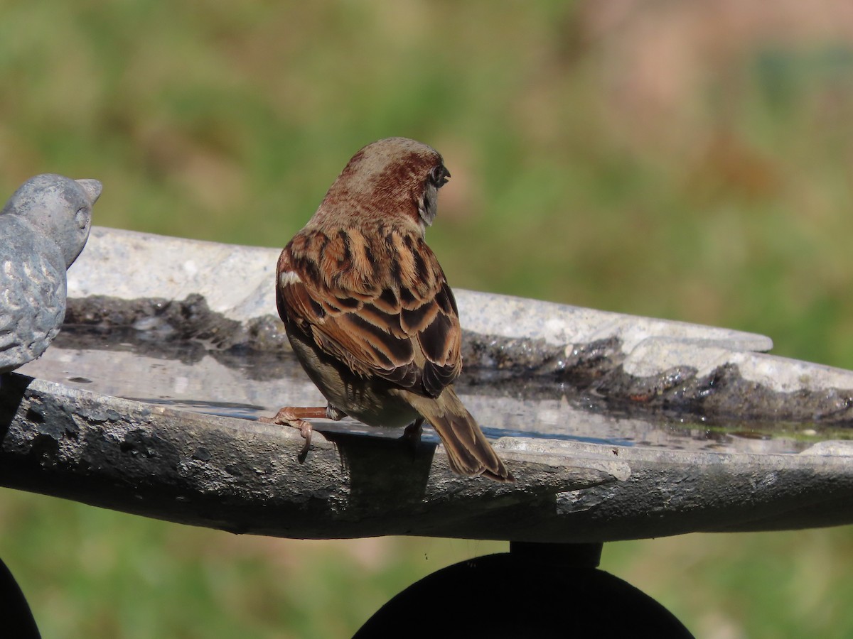 vrabec domácí - ML647842578