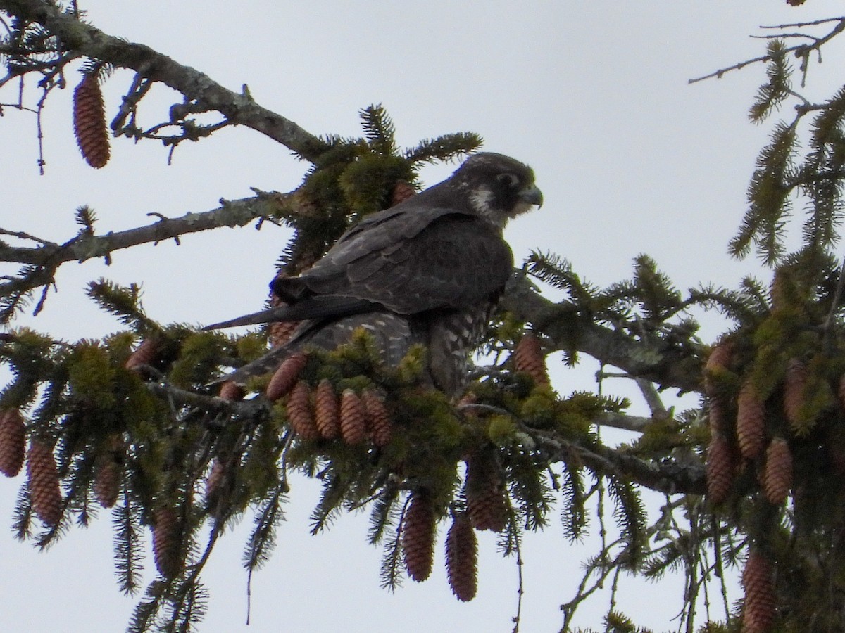 sokol stěhovavý - ML647842582