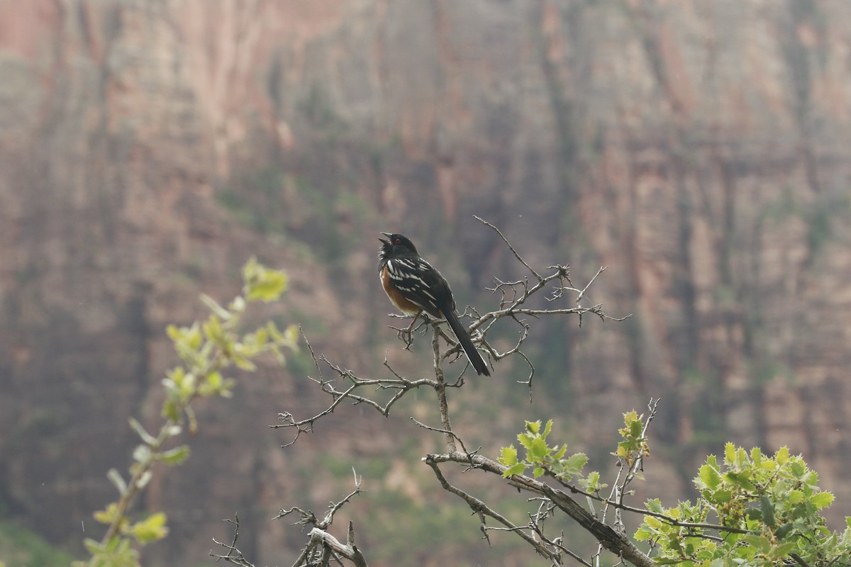 Spotted Towhee (maculatus Group) - ML647842600