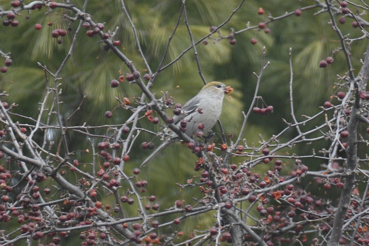 Pinu-gailupa - ML647842715