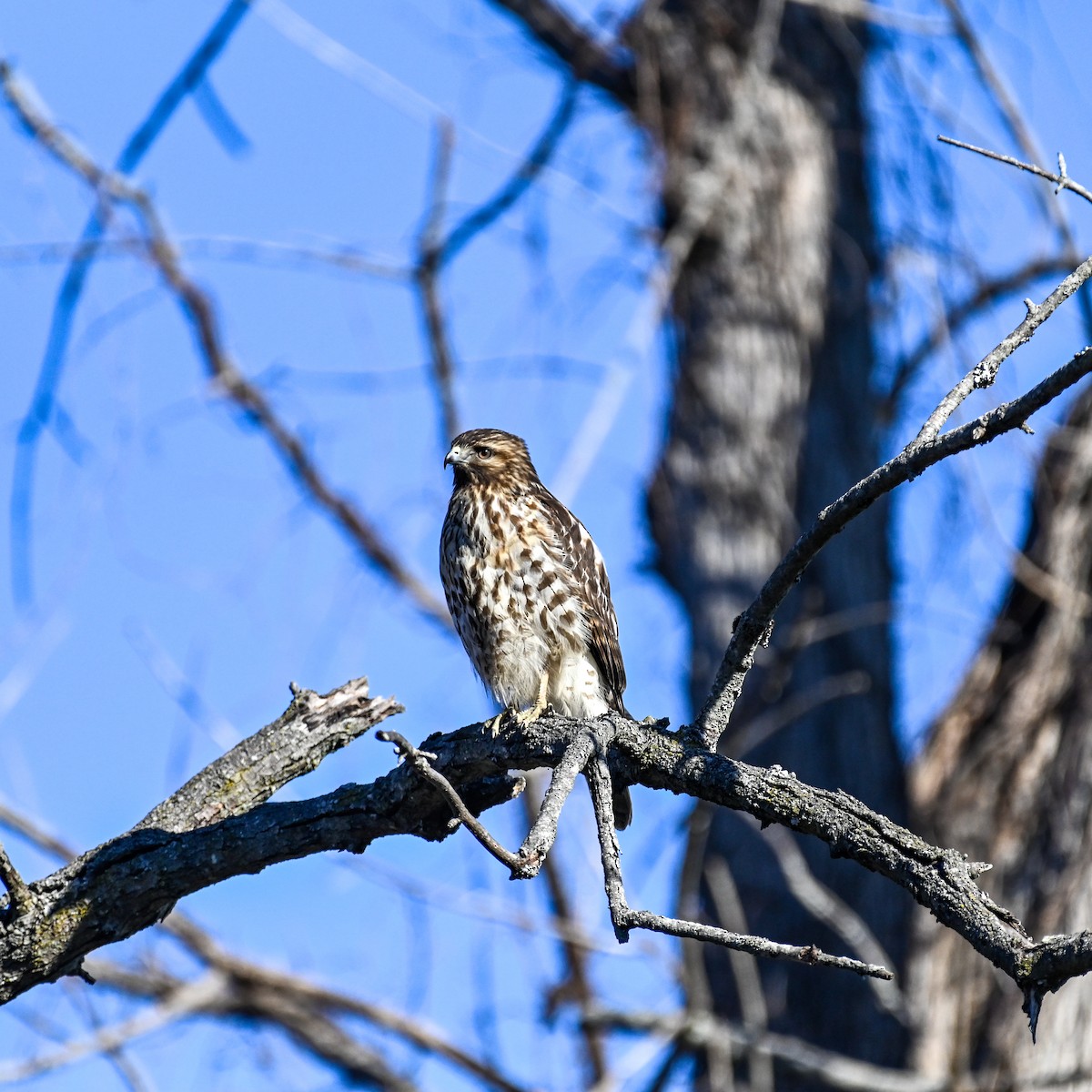 Red-shouldered Hawk (lineatus Group) - ML647842716