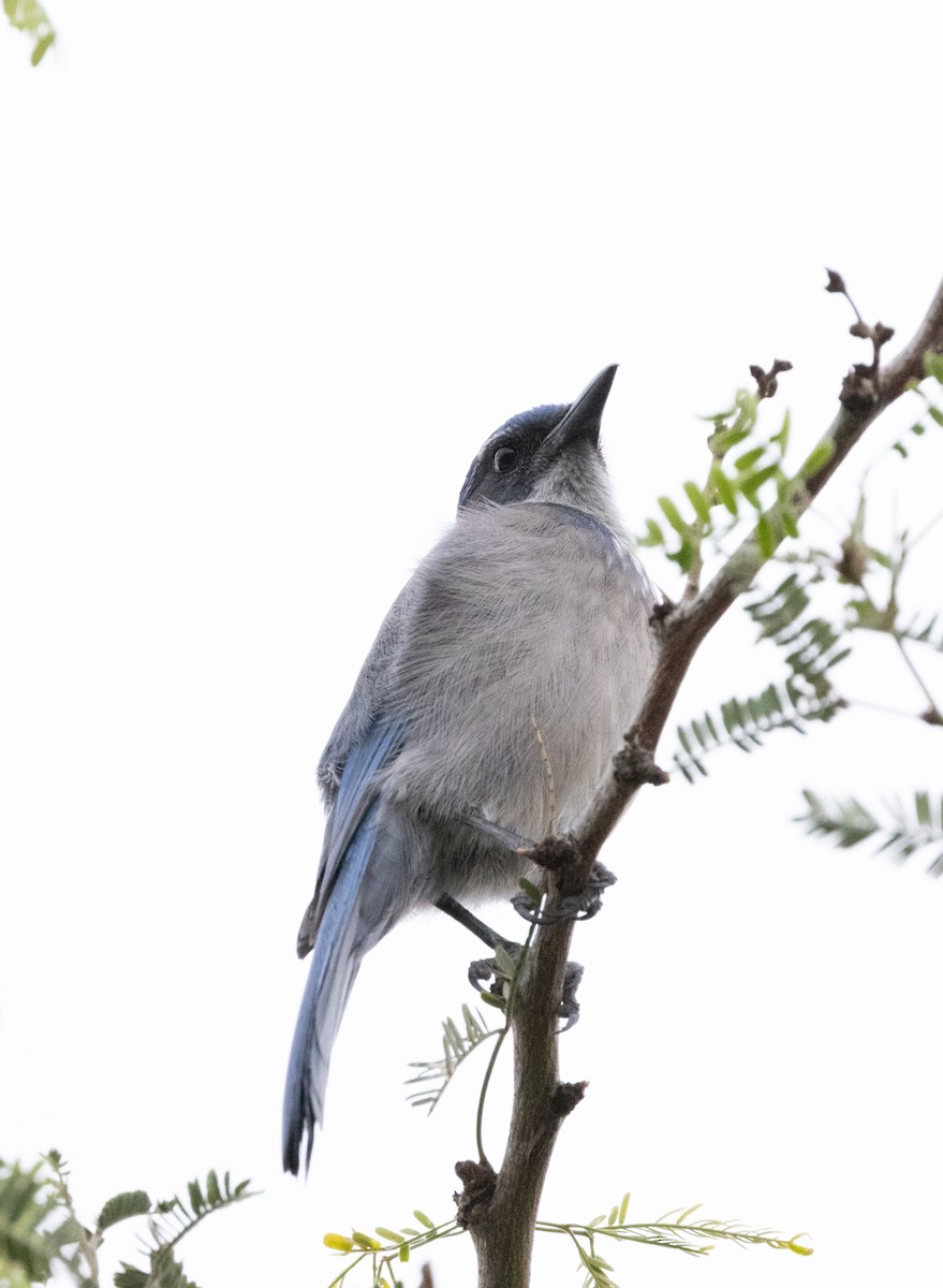 Woodhouse's Scrub-Jay - ML647842717