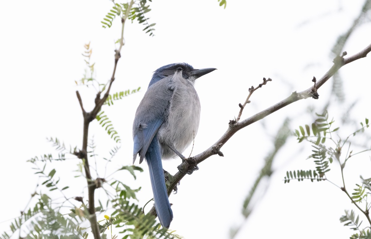 Woodhouse's Scrub-Jay - ML647842718