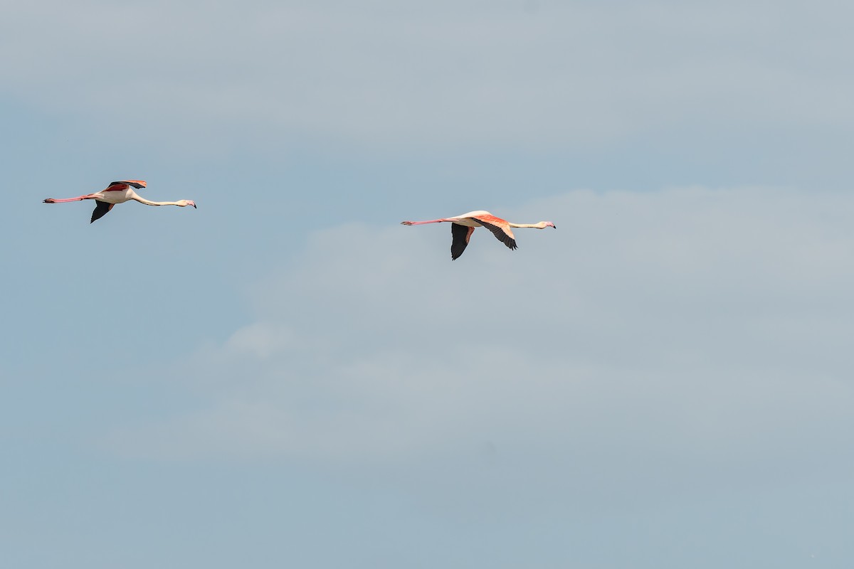 Greater Flamingo - ML647842720