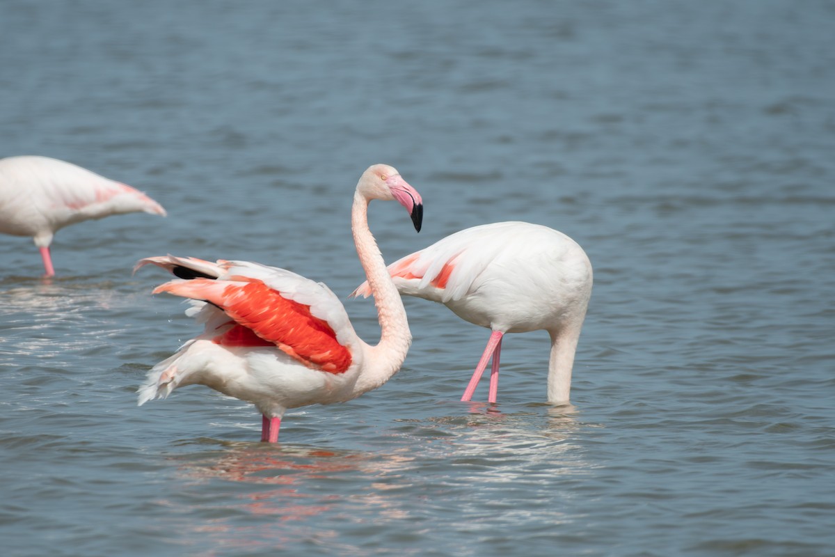 Greater Flamingo - ML647842726